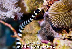 I had just taken a photo of a nudi when I looked down and... by Allan Vandeford 